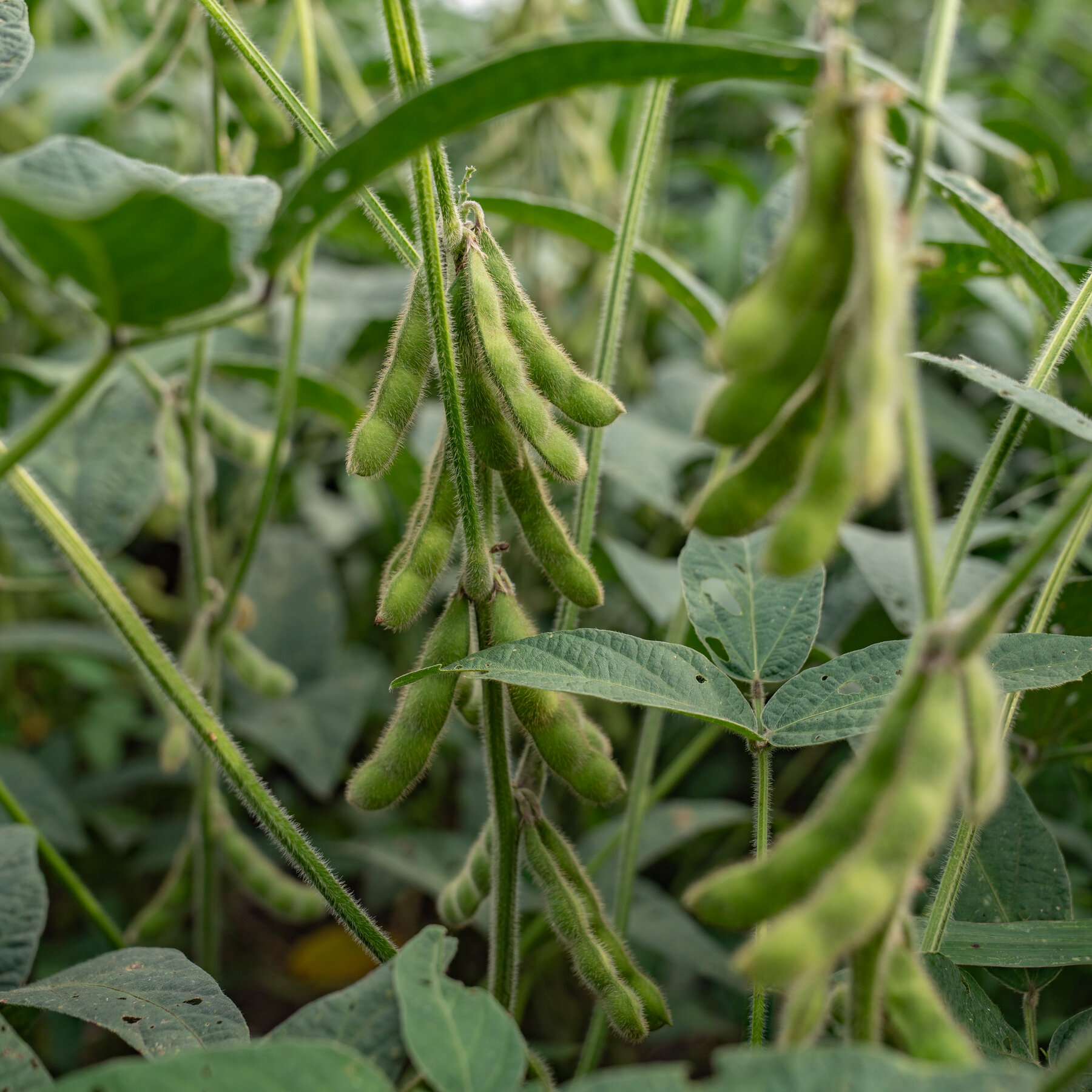 In Tariff Standoff With Trump, China Boycotts American Soybeans In Tariff Standoff With Trump, China Boycotts American Soybeans