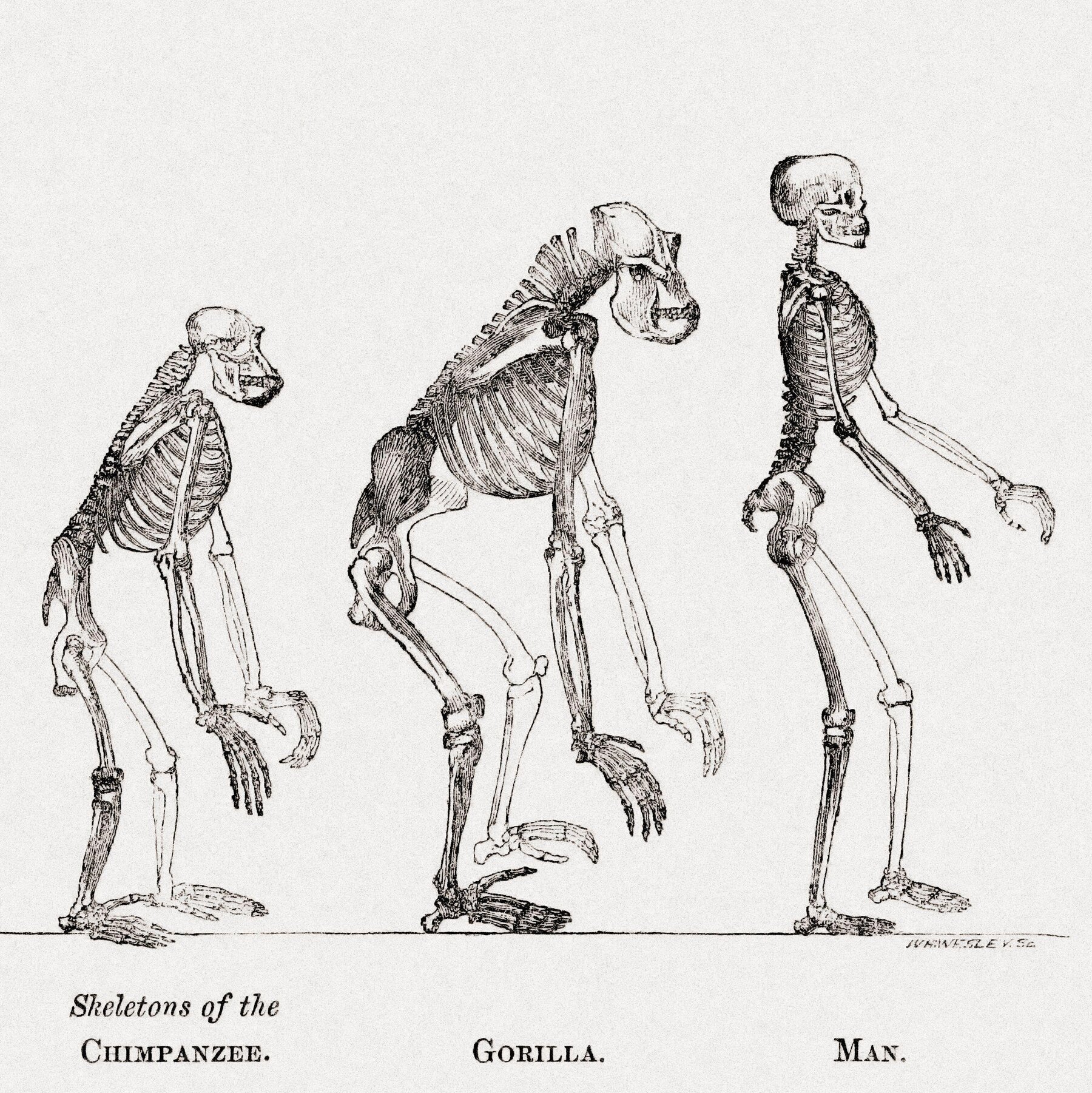 Uncovering the Genes That Let Our Ancestors Walk Upright Uncovering the Genes That Let Our Ancestors Walk Upright