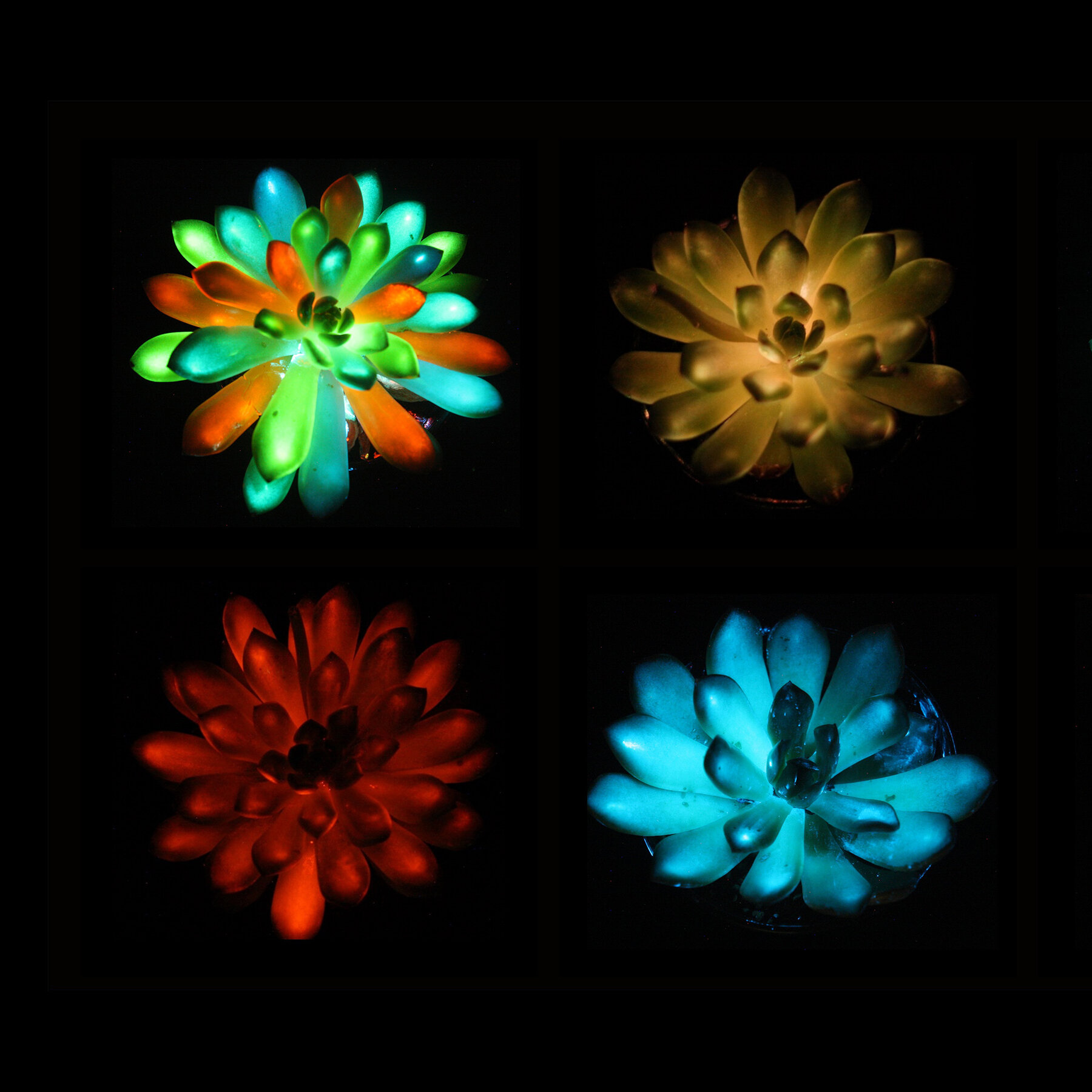 It’s a Night Light. It’s a Plant. It’s a Glowing Succulent. It’s a Night Light. It’s a Plant. It’s a Glowing Succulent.