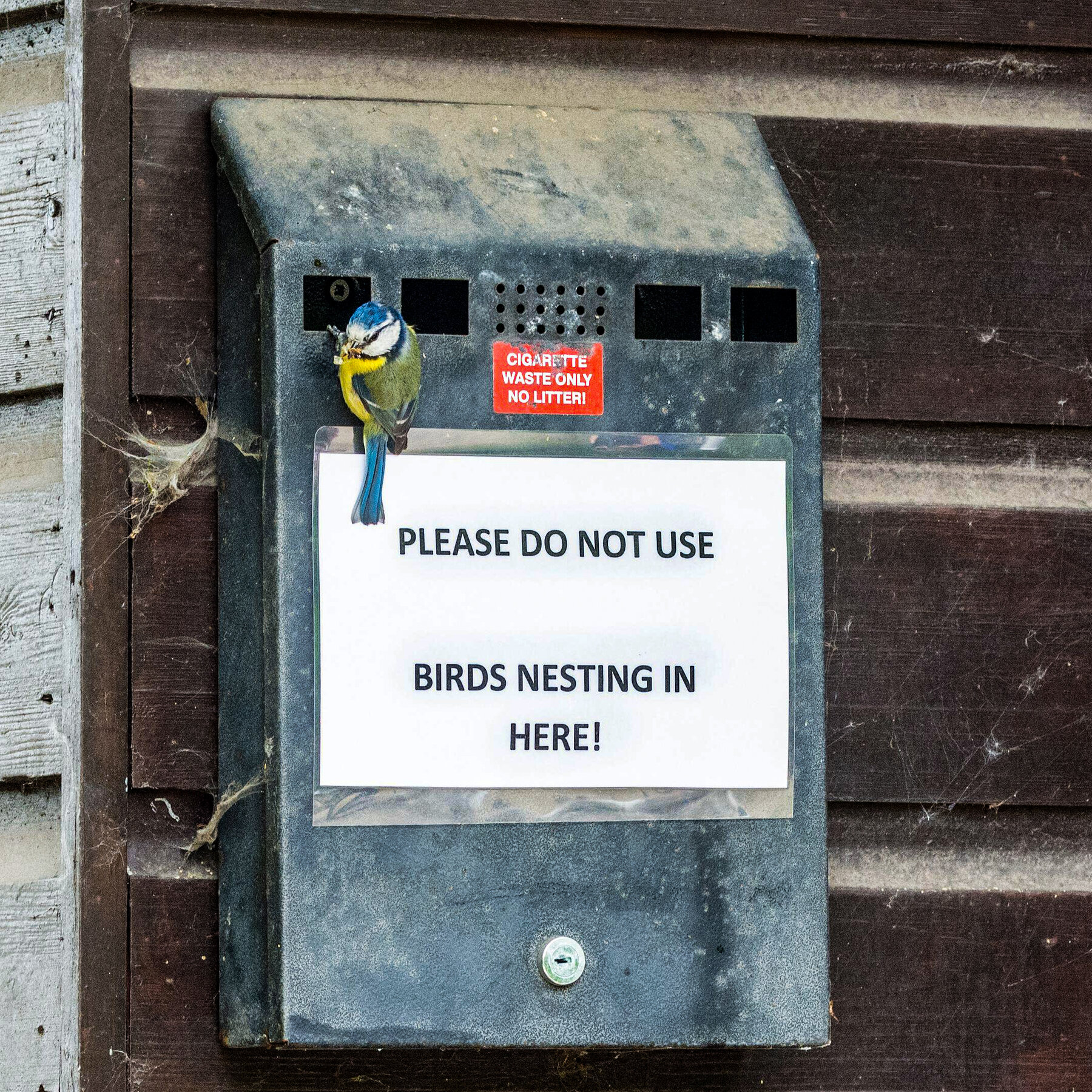 Why Some Birds Seem to Be Developing a Cigarette Habit